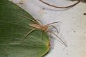 Tibellus_tenellus_D7733_Z_87_North Stradbroke island_Australie